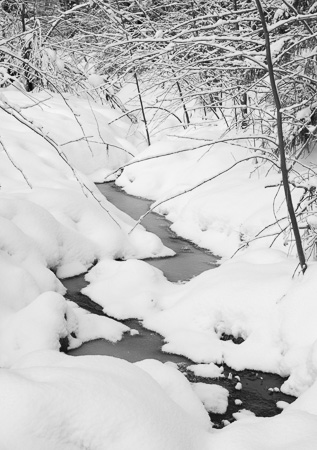 Trees Against Wall in Snow Storm